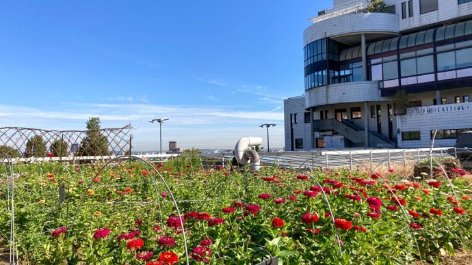 En pleine terre ou sur des toits et terrasses, l’agriculture urbaine s’ouvre petit à petit à des projets de production de fleurs coupées. © Ferme florale urbaine